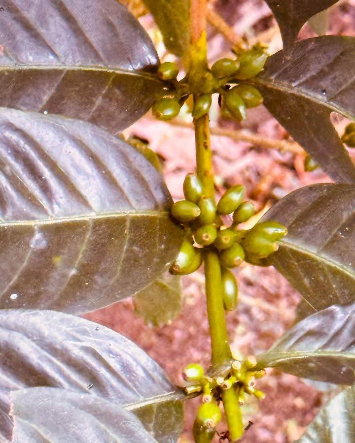 Gato Grande Coffee Forest Cold Ferment Natural