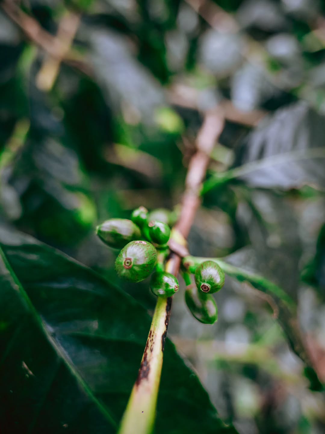 Finca Nuguo 855NWS