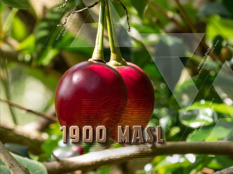 Lamastus Auction: Elida Aguacate Washed PA2503