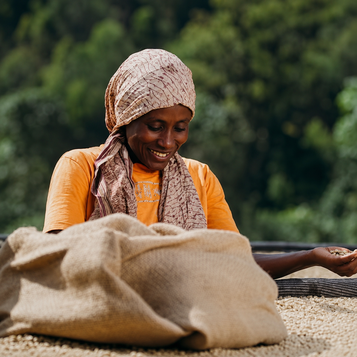 Ethiopia Guji Shakisso Sewda Premium Washed
