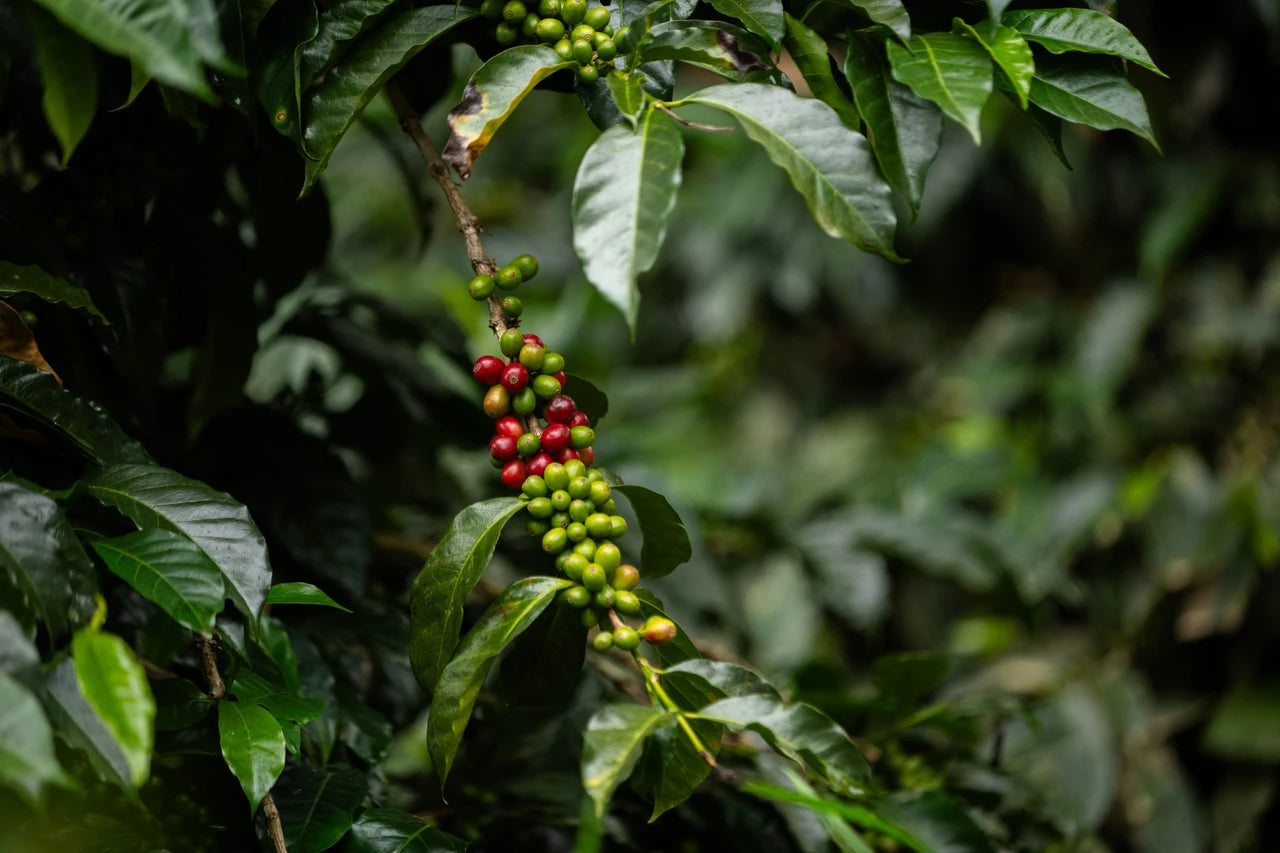 Finca Sophia La Roca Gesha Natural GN-05 (BoP 24')