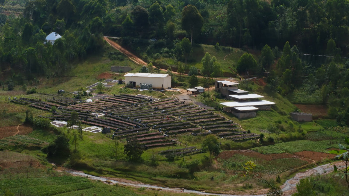 Rwanda Ubuntu Coffee Muganza Fully Washed