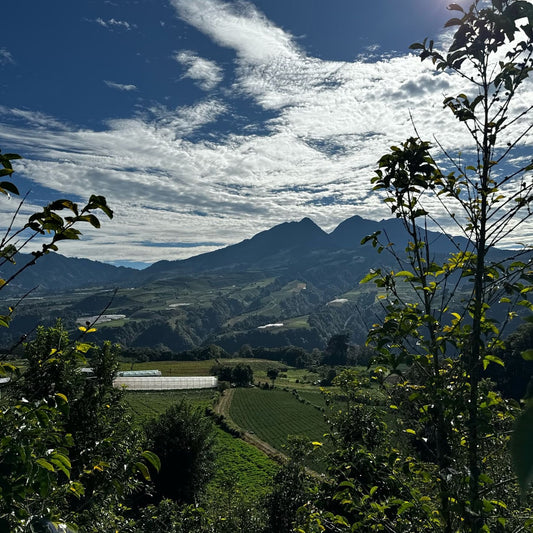 El Pergamino Gesha Natural Lot Niche "Proust"