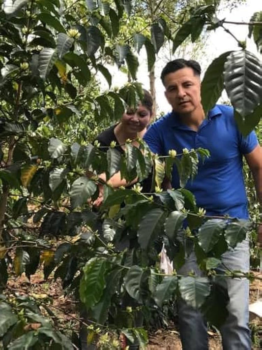 Ecuador El Alisal Sidra Natural