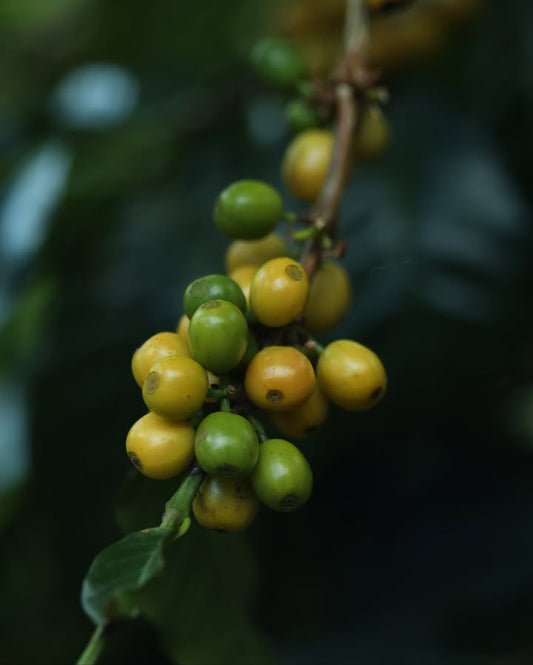 Bambito Estate Gesha Washed