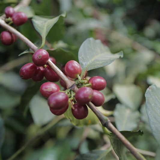 Ecuador Finca Soledad Typica Mejorada TyOxy Washed