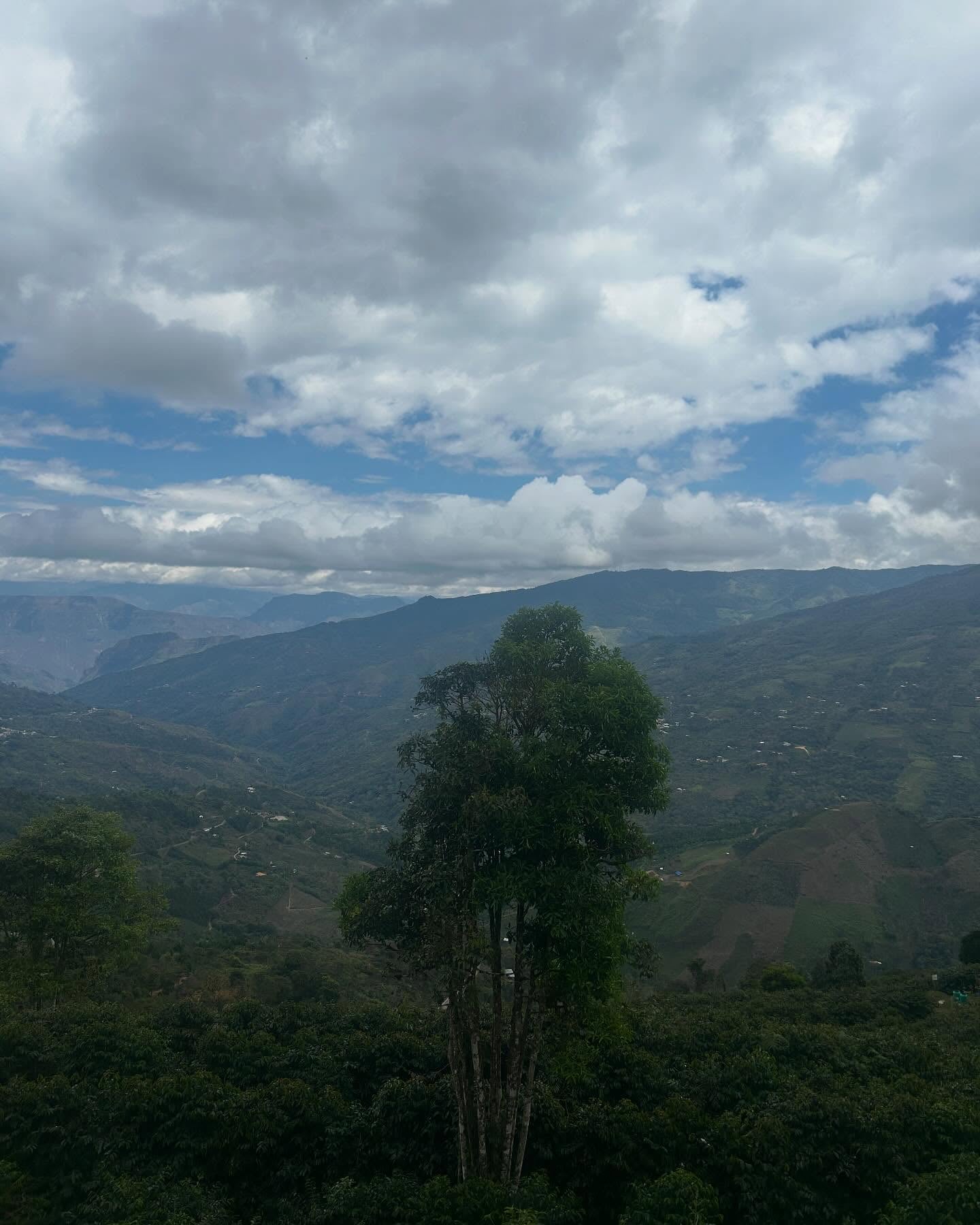 Finca Miraflores Cold Water Fermentation Washed Gesha Lot 8