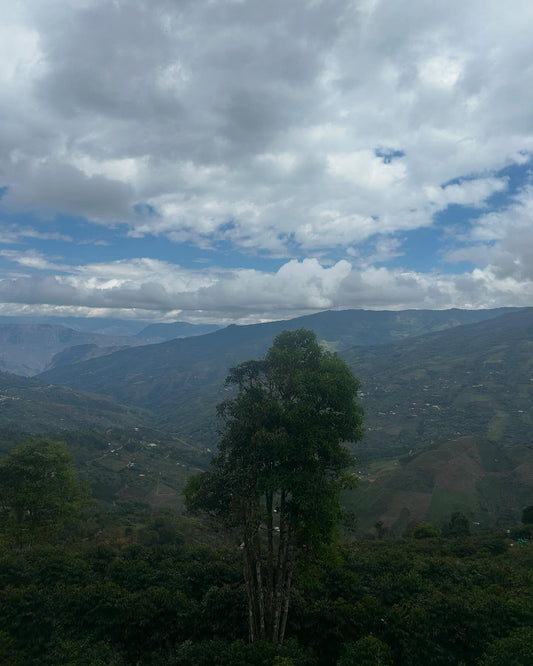 Finca Miraflores Cold Water Fermentation Washed Gesha Lot 8