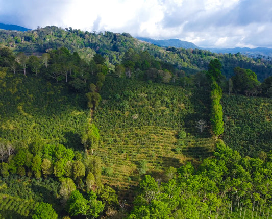 Digna Nuñez Talamanca Coffee Farms Gesha Washed