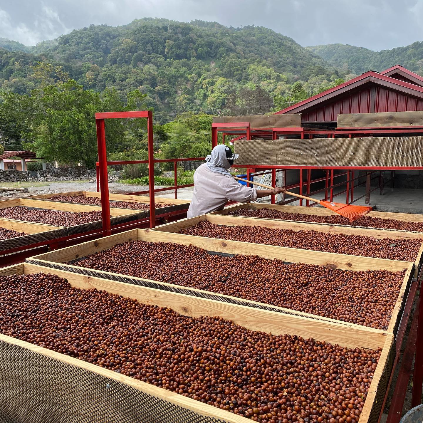 Franceschi Coffees Monte Alto Gesha Washed DRD Lot 3