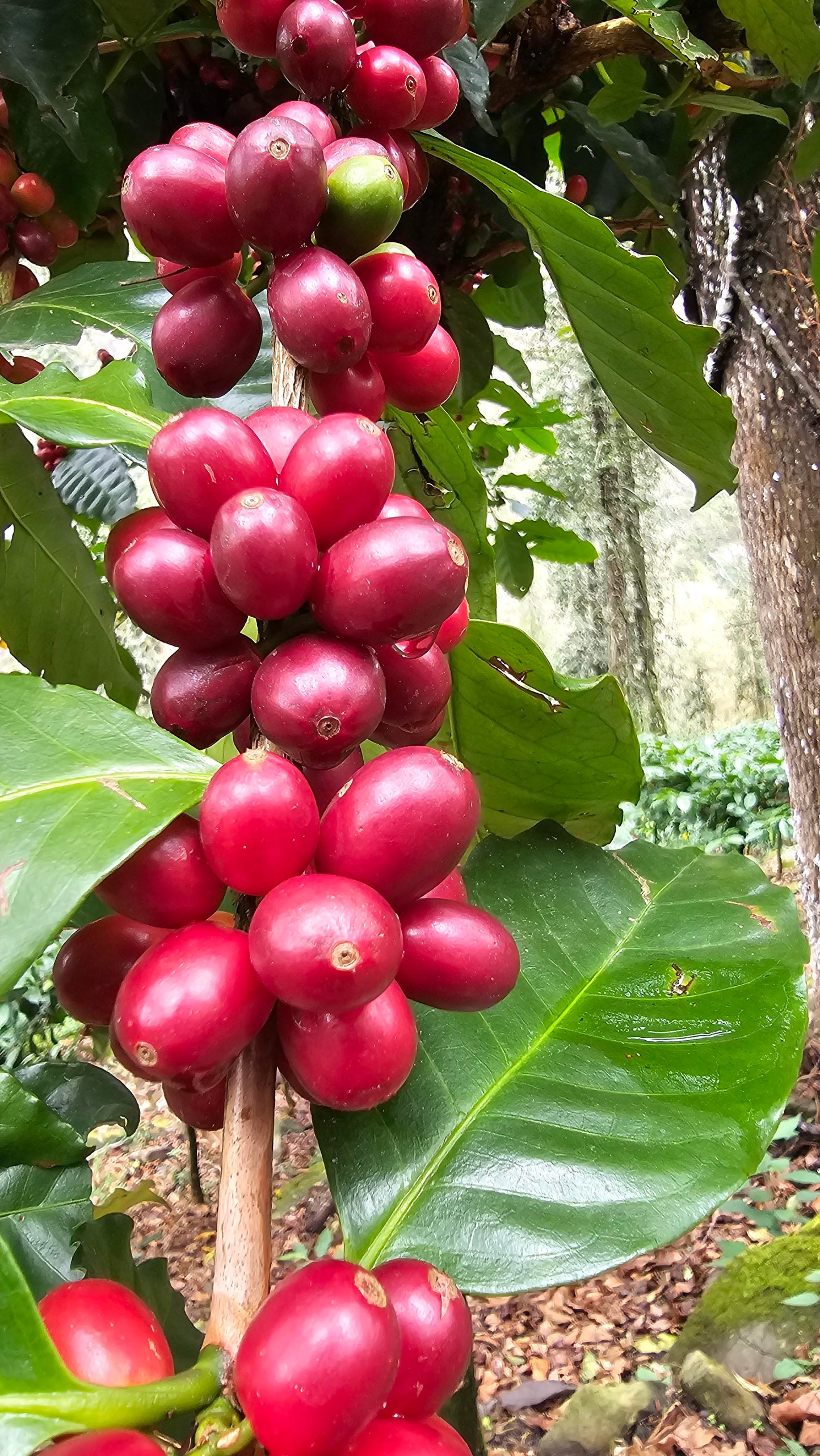 [DMCC Auction] Royal Bean Geisha Estate Gesha Washed
