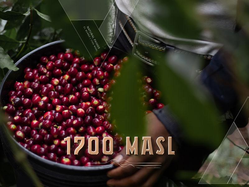 Lamastus Auction: El Burro Natural DRD PA1003