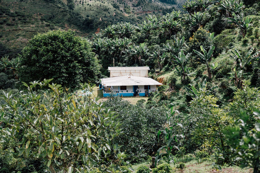 Colombia Carmen Montoya Chiroso Washed