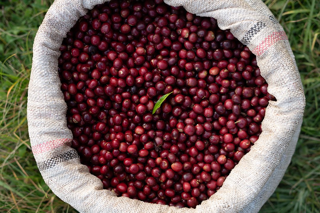 Ethiopia Alo Safo Zero Fermentation Washed