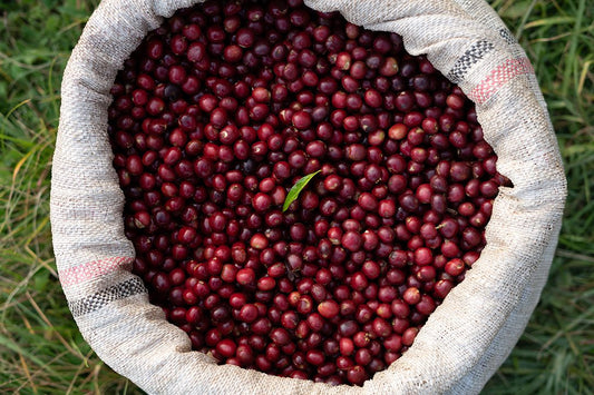 Ethiopia Alo Safo Zero Fermentation Washed