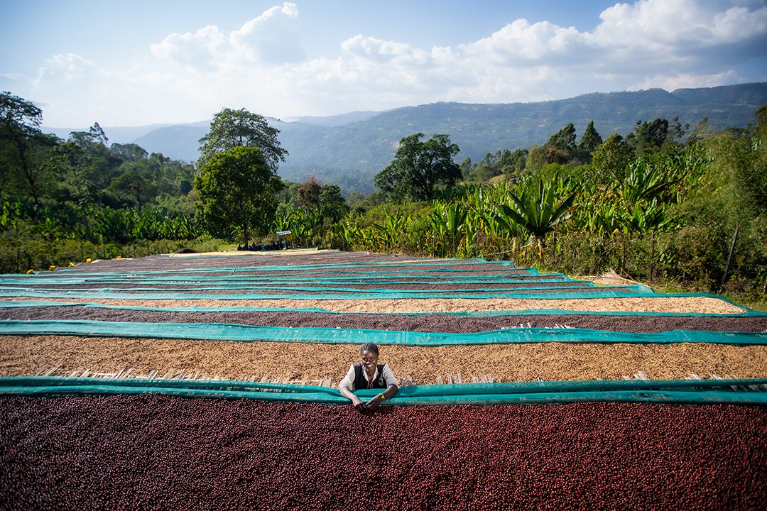 Ethiopia Alo Safo Zero Fermentation Washed
