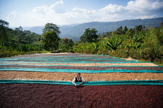 Ethiopia Alo Safo Zero Fermentation Washed