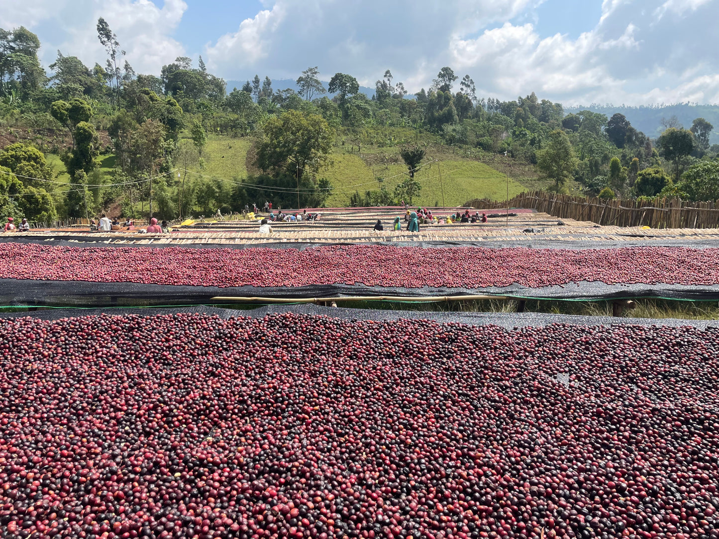 Ethiopia Sidama Arbegona Masincho Washed