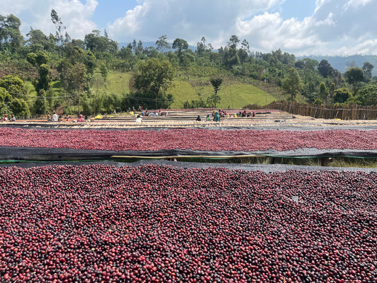 Ethiopia Sidama Arbegona Masincho Washed