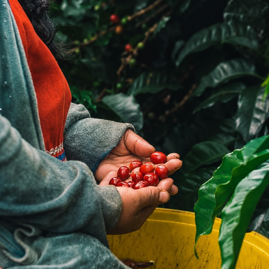 Finca Lerida Esplendorosa Gesha Washed Lot 665