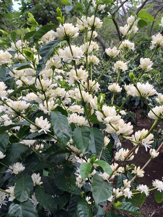 Costa Rica Brumas del Zurqui SL28