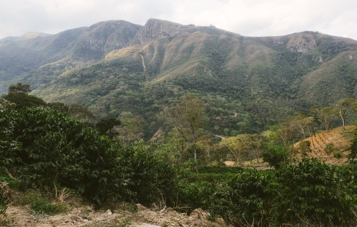 [Drop] Bolivia Los Rodriguez Finca El Trapiche Gesha Natural