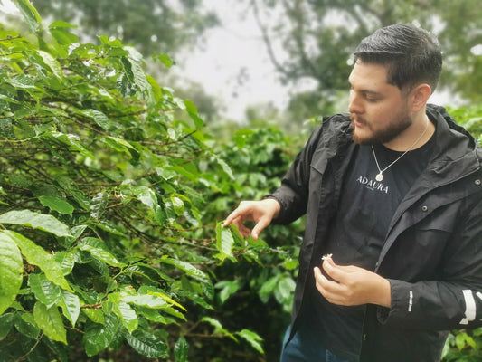 Adaura Finca Lorayne Silver Geisha Washed