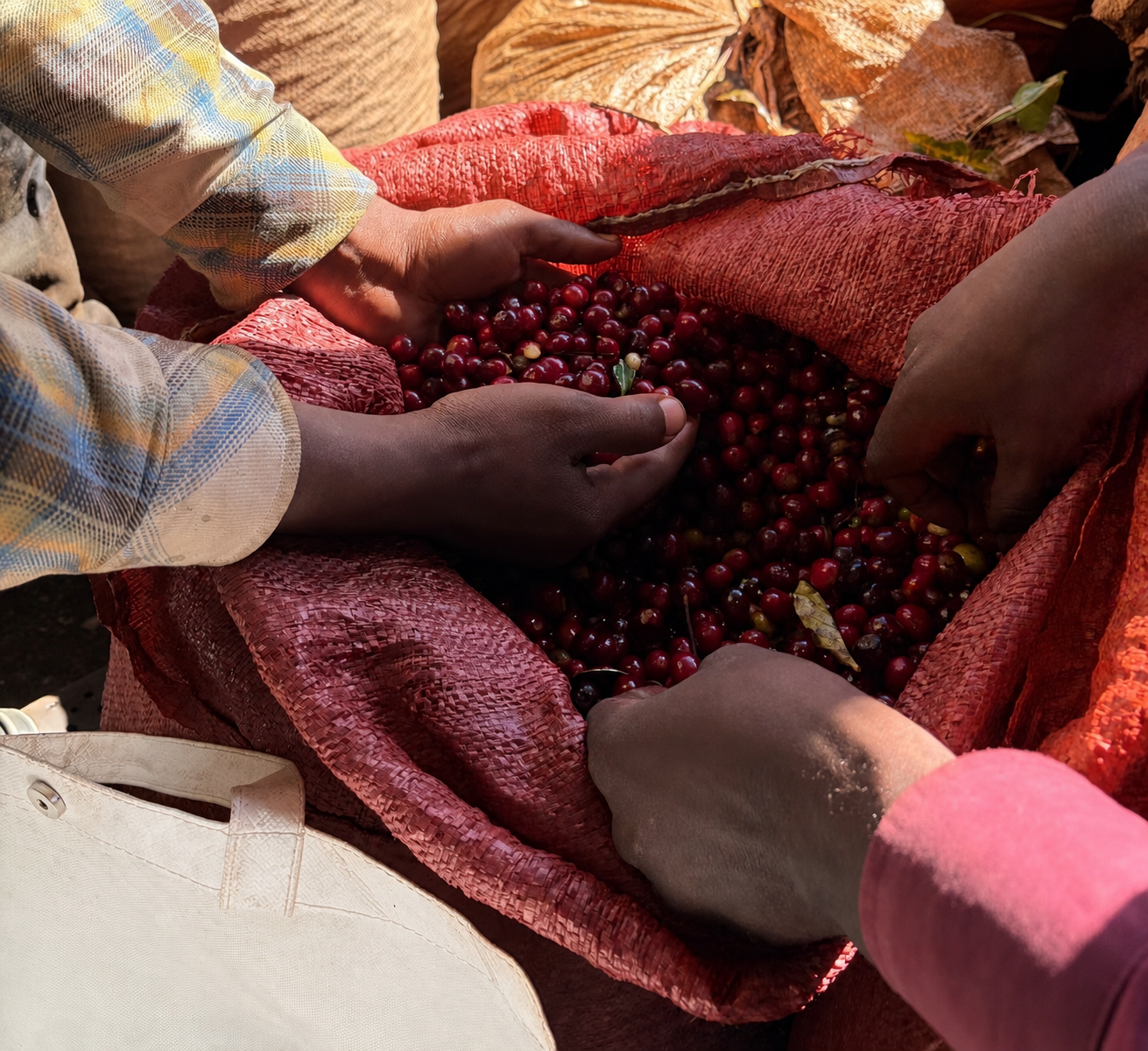 Ethiopia Guji Shakisso Sewda Premium Washed