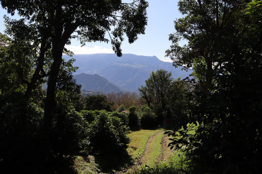 Altieri Gesha Natural "Luci"