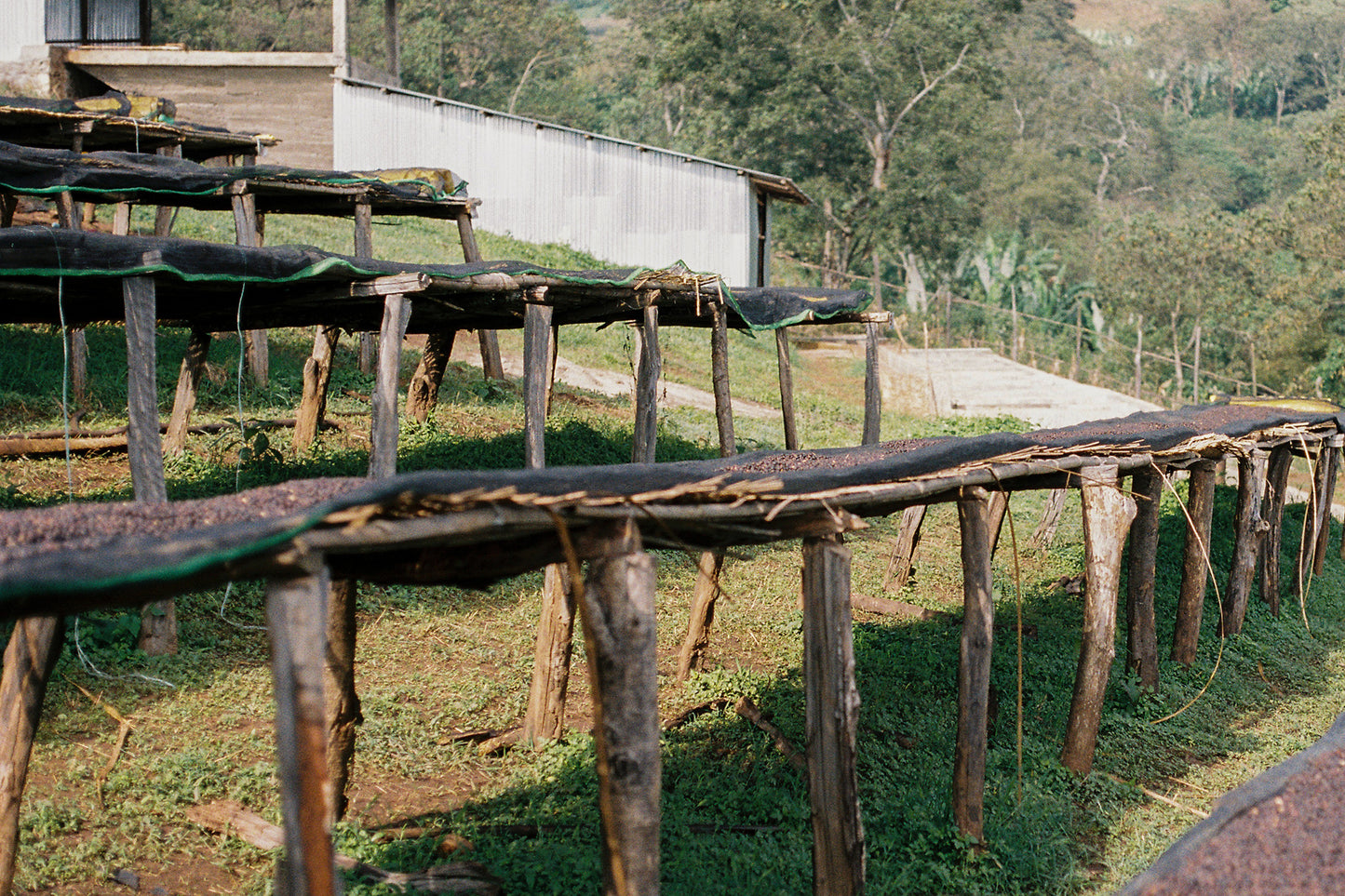 Ethiopia Worka Chelchele White Honey