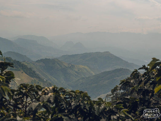 Colombia Finca El Jardin Gesha Washed