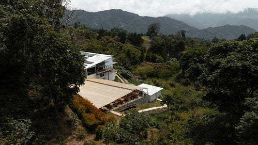 El Burro Gesha DRD Washed