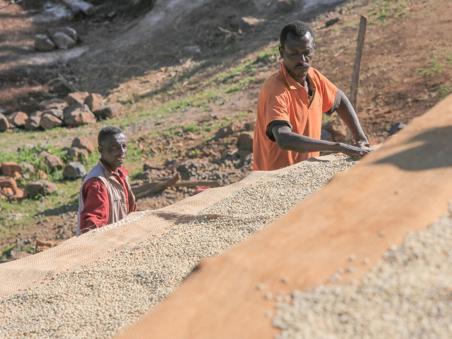 Ethiopia Uraga Gogogu Washed