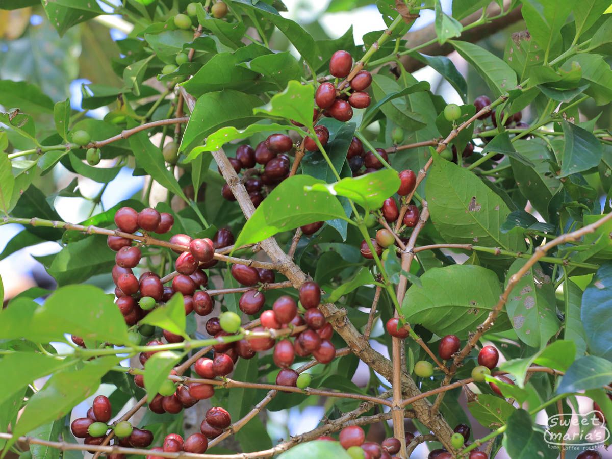Ethiopia Banko Gotiti Washed