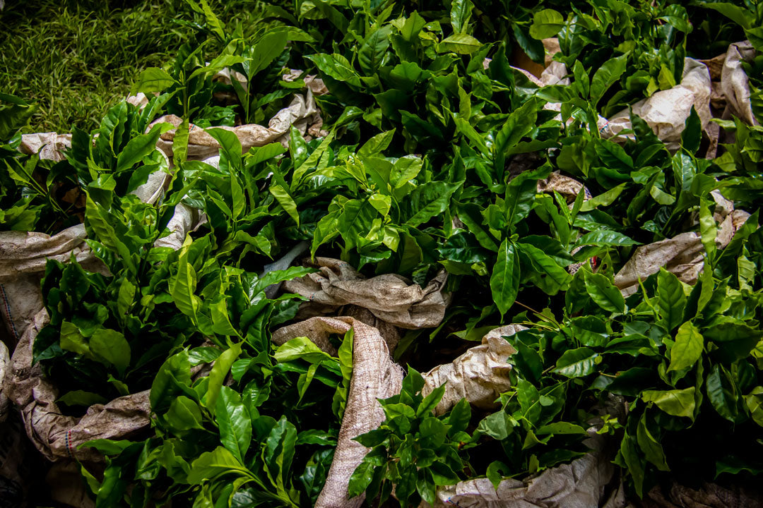 Finca Deborah Vivid