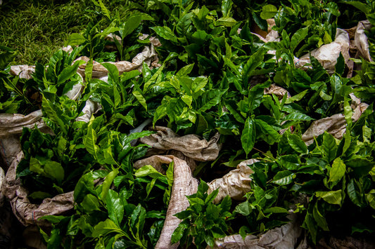 Don Eduardo Afterglow