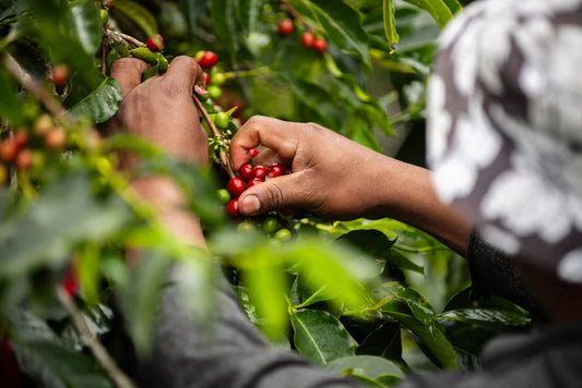 Finca Sophia La Roca Gesha Natural GN-05 (BoP 24')