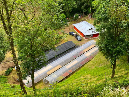 Finca Sophia La Roca Gesha Natural GN-05 (BoP 24')