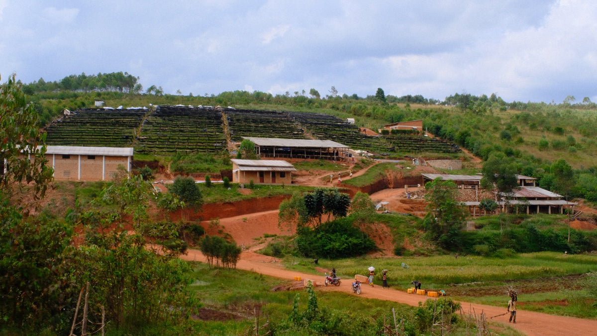 Rwanda Ubuntu Coffee Ngororero Super Washed